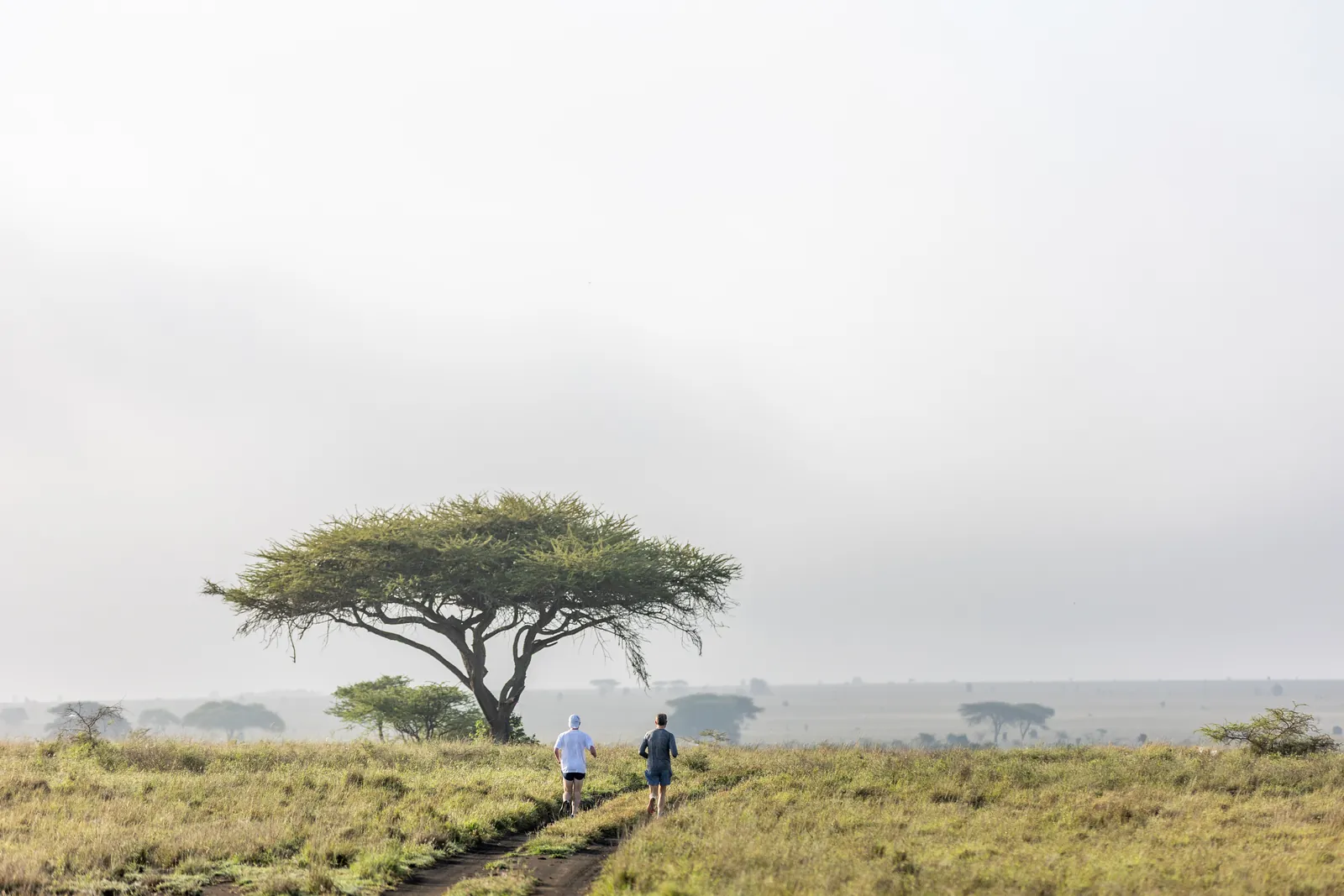 Two runners on a track beside a lone acacia in misty light