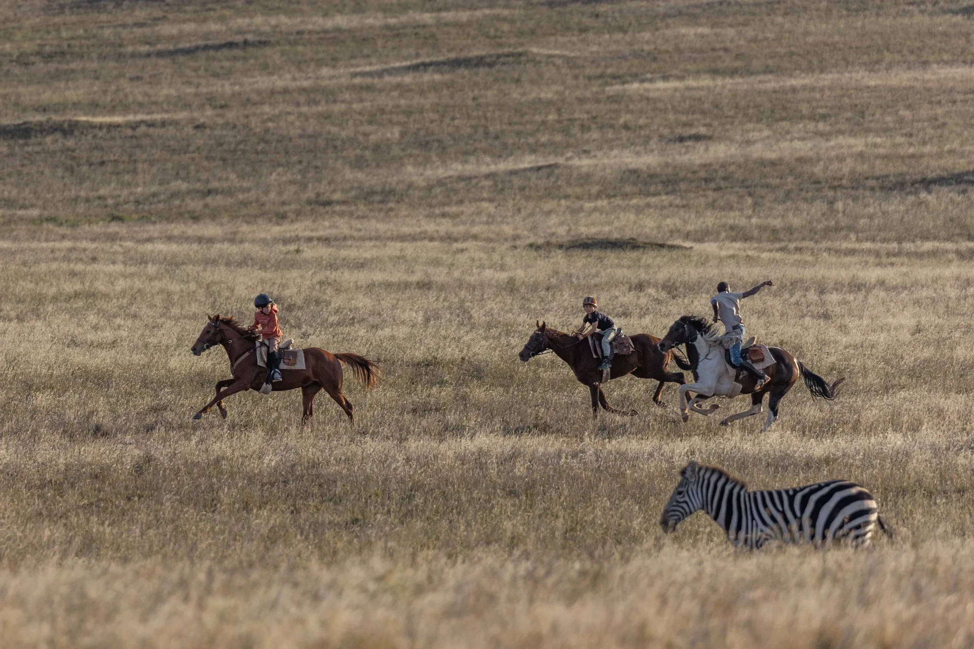 Riders galloping across the plains past a grazing zebra