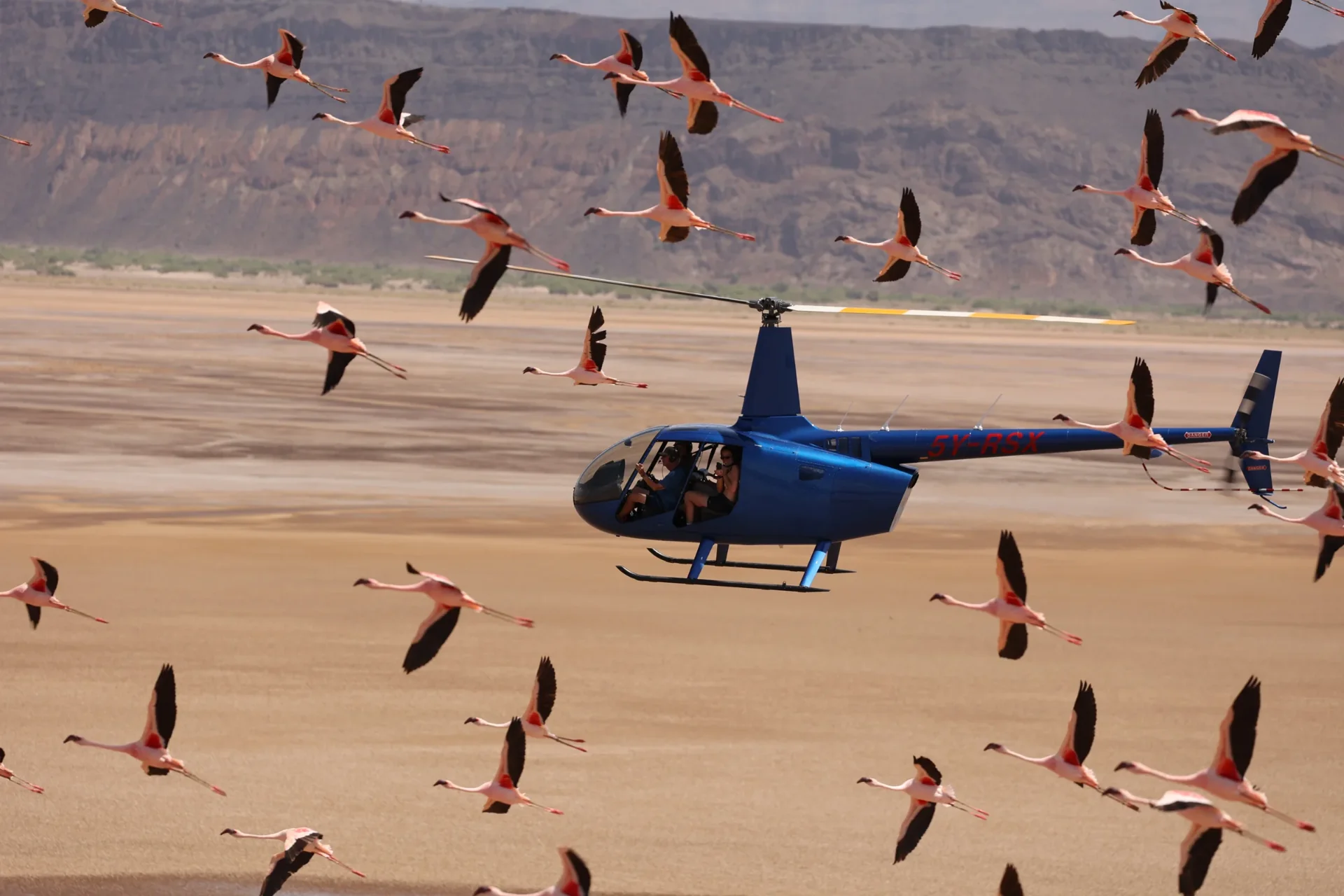 Helicopter flying low over a soda lake through a flock of flamingos