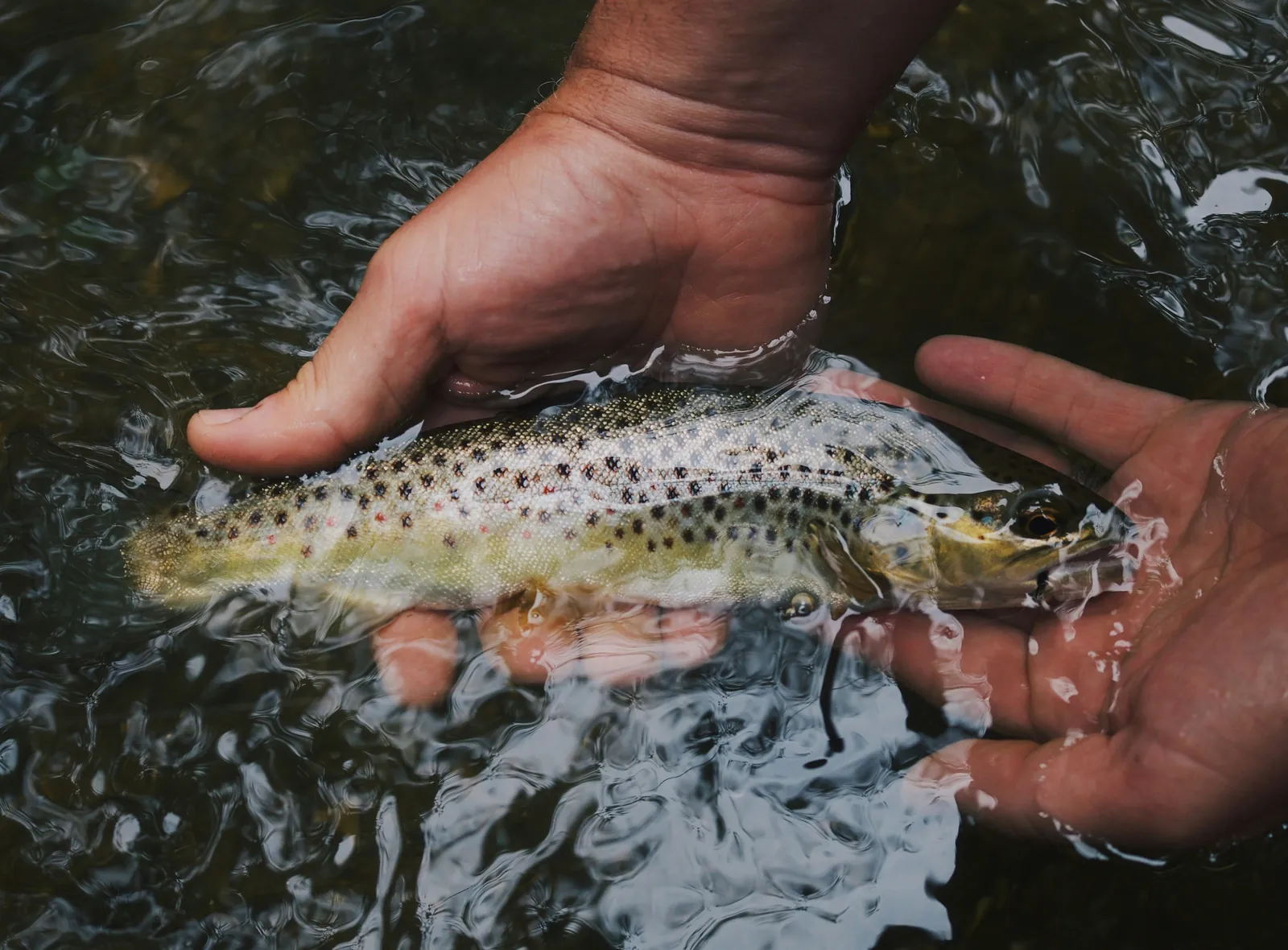 Wild brown trout held in hands just below the water surface