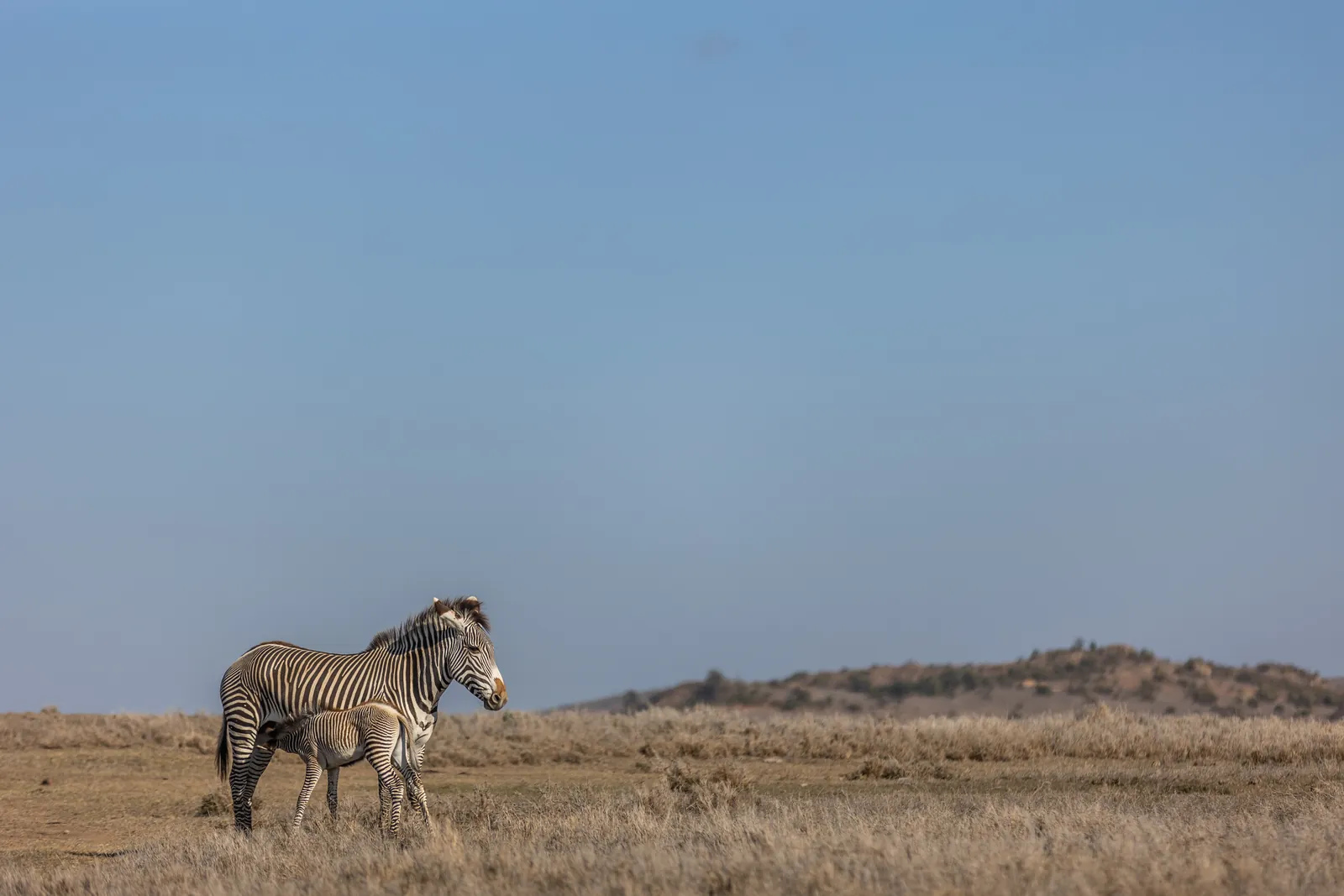 Grevy's zebra mother and foal on the northern plains