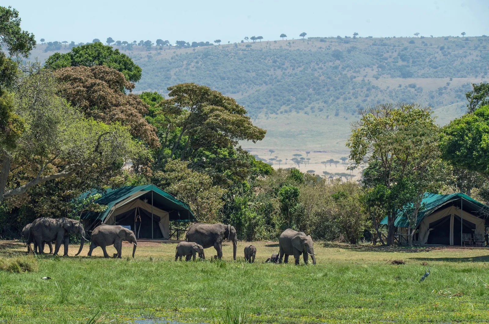 Elephant herd walking past safari tents in the Mara