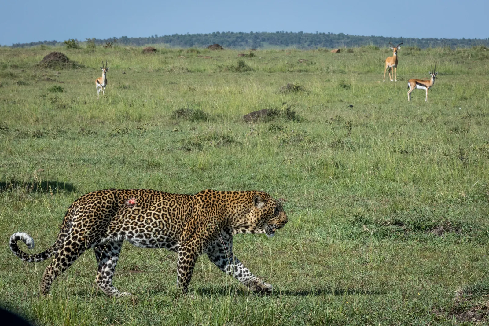 Leopard walking across the plains with gazelles in the background