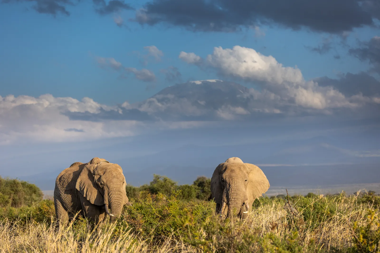 Two elephants in the bush with Mount Kilimanjaro behind them