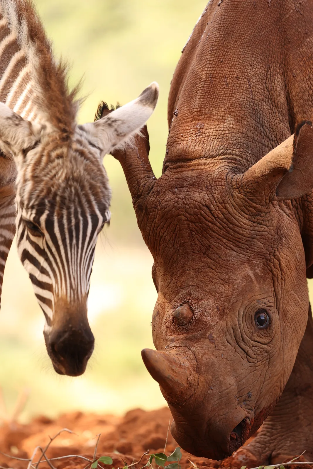 Young zebra and rhino close-up in the red Kenyan dust